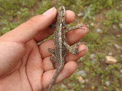 Sceloporus olivaceus