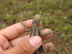 Sceloporus olivaceus