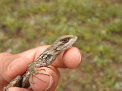 Sceloporus olivaceus