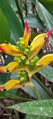 Heliconia hirsuta image