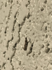 Laetilia dilatifasciella