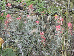 Castilleja lanata
