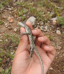 Sceloporus olivaceus