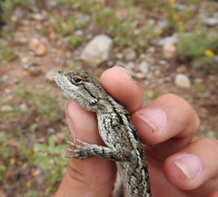 Sceloporus olivaceus