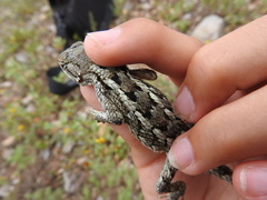 Sceloporus olivaceus