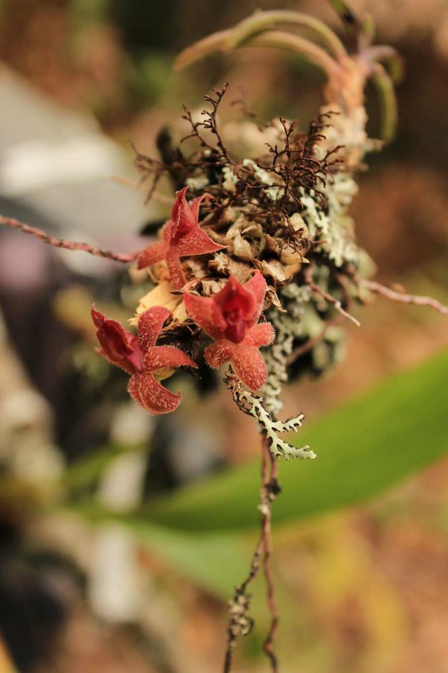 Epidendrum wieslawii (Szlach. & Mytnik) J.M.H.Shaw 2