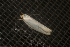 Xyloryctinae