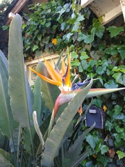 Strelitzia