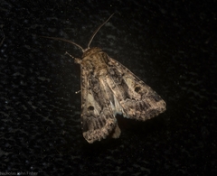 Spodoptera umbraculata