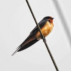 Hirundo rustica