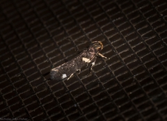 Macrobathra alternatella