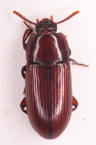 Uloma longula