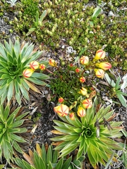 Gentianella hirculus