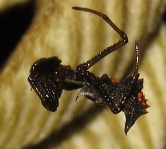Micrathena pungens
