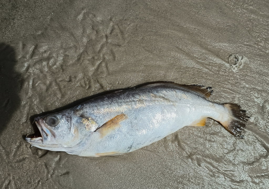 Bangamary (Macrodon ancylodon) — Sciaenidae
