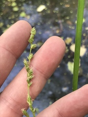 Carex decomposita