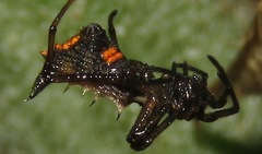 Micrathena pungens