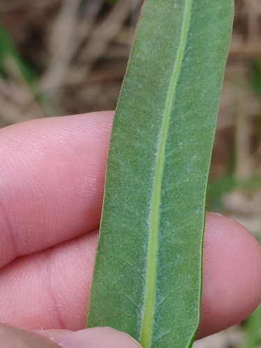 Image of Euphorbia illirica by (c) Ljaž, some rights reserved (CC BY)
