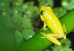 Dendropsophus carnifex