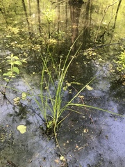 Carex decomposita