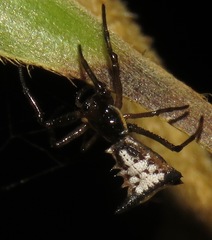Micrathena pungens