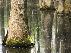 Carex decomposita