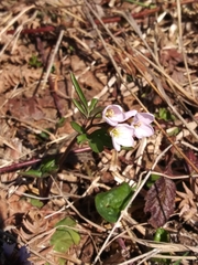 Cardamine nuttallii