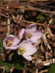 Cardamine nuttallii