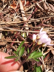 Cardamine nuttallii