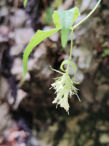 Image of Paederota lutea by (c) Ljaž, some rights reserved (CC BY)