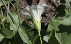 Calystegia macrostegia intermedia