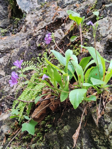 Carniolan Primrose (Primula carniolica)