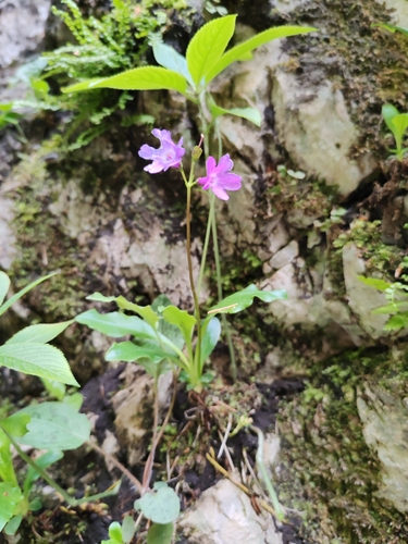 Primula carniolica, photograph 3