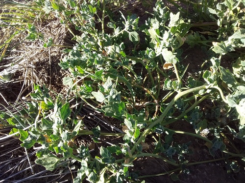 Chenopodium pallidicaule