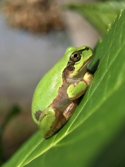 Hyla japonica