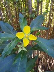 Ludwigia elegans