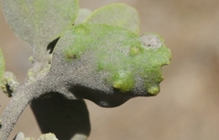 Acalitus phoradendronis