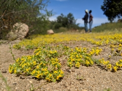 Eriophyllum multicaule