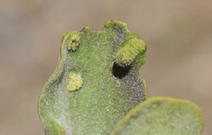 Acalitus phoradendronis