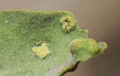 Acalitus phoradendronis