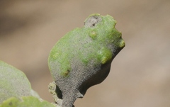 Acalitus phoradendronis