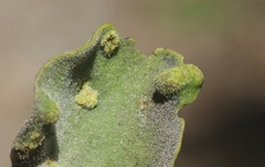 Acalitus phoradendronis