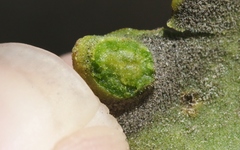 Acalitus phoradendronis