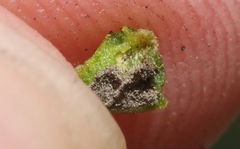 Acalitus phoradendronis