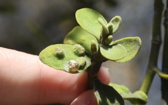 Acalitus phoradendronis