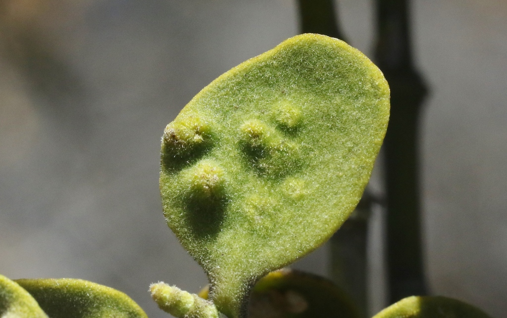 Acalitus phoradendronis