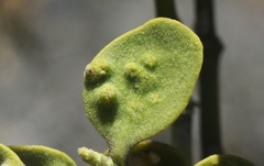 Acalitus phoradendronis