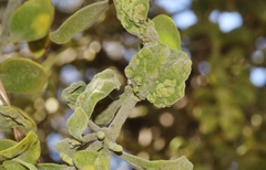 Acalitus phoradendronis