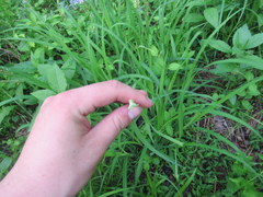 Carex shortiana