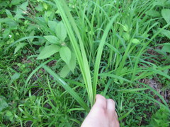 Carex shortiana
